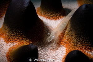 Shrimp on seastar by Volker Lonz 